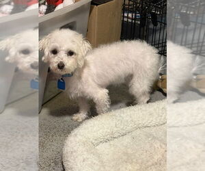 Maltese Dogs for adoption in Mukwonago, WI, USA