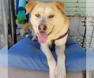 Siberian Husky-Unknown Mix Dogs for adoption in Austin, TX, USA