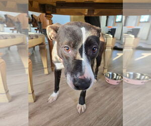 Labrador Retriever-Unknown Mix Dogs for adoption in New London, WI, USA