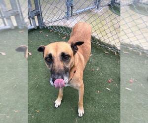German Shepherd Dog-Unknown Mix Dogs for adoption in Texas City, TX, USA