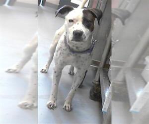American Pit Bull Terrier-Unknown Mix Dogs for adoption in Fayetteville, NC, USA