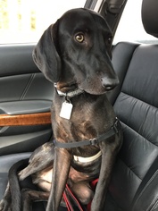 Plott Hound Dogs for adoption in Rockaway, NJ, USA