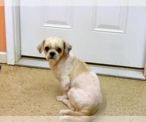 Shih Tzu Dogs for adoption in York, SC, USA