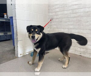 Siberian Husky-Unknown Mix Dogs for adoption in San Bernardino, CA, USA