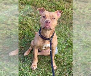 American Staffordshire Terrier-Unknown Mix Dogs for adoption in Fort Lauderdale, FL, USA