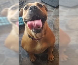 Boxador Dogs for adoption in Sistersville, WV, USA