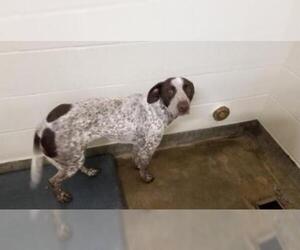 German Shorthaired Pointer Dogs for adoption in Jackson, CA, USA