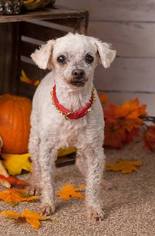 Poodle (Toy) Dogs for adoption in phoenix, AZ, USA