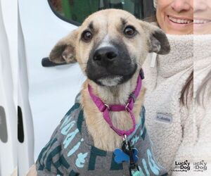 Labrador Retriever-Unknown Mix Dogs for adoption in Washington, DC, USA