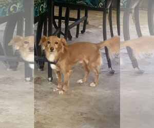 Mutt Dogs for adoption in Santa Clarita, CA, USA
