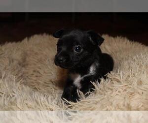 Chihuahua-Unknown Mix Dogs for adoption in The Woodlands, TX, USA