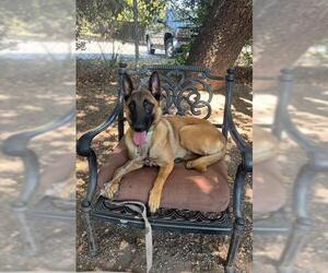 Mutt Dogs for adoption in Santa Barbara, CA, USA