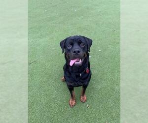 Rottweiler Dogs for adoption in Boston, MA, USA