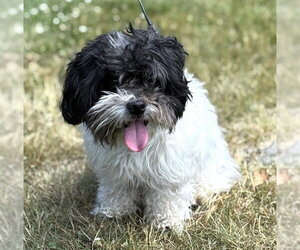 Shih Tzu-Unknown Mix Dogs for adoption in Dedham, MA, USA
