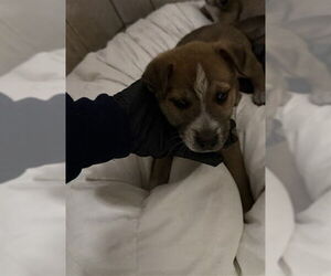 Gerberian Shepsky Dogs for adoption in Stockton, CA, USA