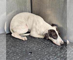 Pointer-Unknown Mix Dogs for adoption in San Antonio, TX, USA