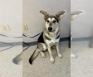 Siberian Husky-Unknown Mix Dogs for adoption in Visalia, CA, USA