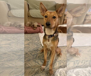 Mutt Dogs for adoption in Denton, TX, USA