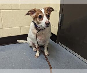 Mutt Dogs for adoption in Denver, CO, USA