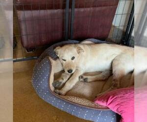 Labrador Retriever-Unknown Mix Dogs for adoption in CHANDLER, AZ, USA