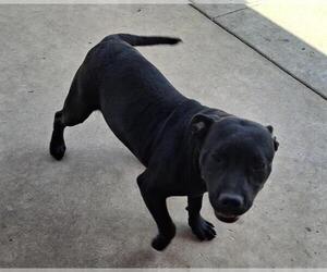 Labrador Retriever Dogs for adoption in San Antonio, TX, USA