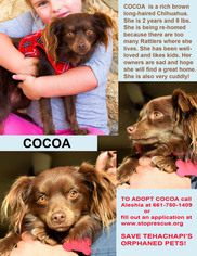 Chihuahua-Cocker Spaniel Mix Dogs for adoption in Tehachapi, CA, USA