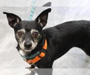 Chihuahua-Unknown Mix Dogs for adoption in Thief River Falls, MN, USA