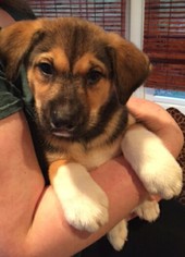 Medium Photo #1 Alaskan Husky-Unknown Mix Puppy For Sale in Chantilly, VA, USA