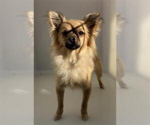 Chiranian Dogs for adoption in Redlands, CA, USA