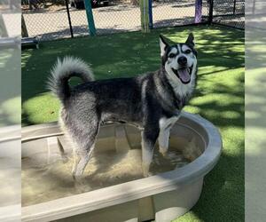 Siberian Husky Dogs for adoption in Palmetto, FL, USA