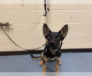 German Shepherd Dog Dogs for adoption in Denver, CO, USA