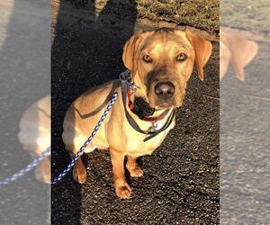 Golden Labrador Dogs for adoption in FAIRLAWN, OH, USA