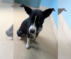 Mutt Dogs for adoption in Newton, NC, USA