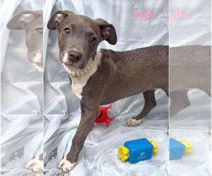 American Staffordshire Terrier-Unknown Mix Dogs for adoption in Wenonah, NJ, USA
