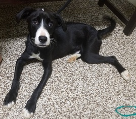 Borador Dogs for adoption in Doylestown, PA, USA