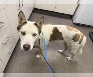 Siberian Husky Dogs for adoption in HESPERIA, CA, USA