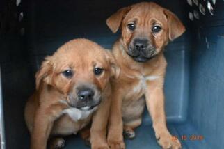 Medium Photo #1 Shepradors Puppy For Sale in Pembroke, GA, USA
