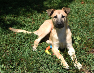 German Shepherd Dog Dogs for adoption in Chattanooga, TN, USA