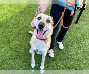 German Shepherd Dog Dogs for adoption in Orange, CA, USA
