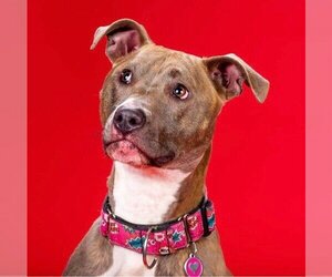 American Pit Bull Terrier Dogs for adoption in Warwick, RI, USA