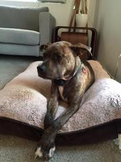 American Staffordshire Terrier Dogs for adoption in Dana Point, CA, USA