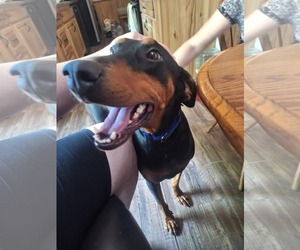 Doberman Pinscher Dogs for adoption in Buffalo, MN, USA