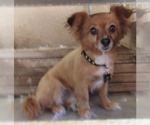 Pomeranian Dogs for adoption in Apple Valley, CA, USA