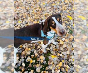 English Coonhound Dogs for adoption in Frisco, CO, USA