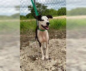 Catahoula Leopard Dog-Whippet Mix Dogs for adoption in Pleasanton, TX, USA