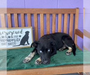 Mutt Dogs for adoption in Genesee, WI, USA
