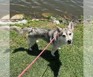 Siberian Husky-Unknown Mix Dogs for adoption in Evansville, IN, USA