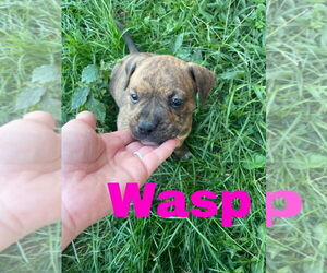 Bullboxer Pit Dogs for adoption in Evansville, IN, USA