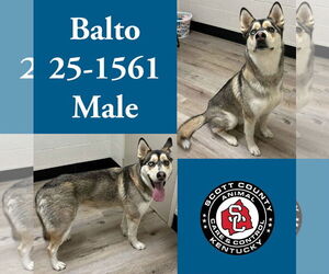 Siberian Husky Dogs for adoption in Georgetown, KY, USA