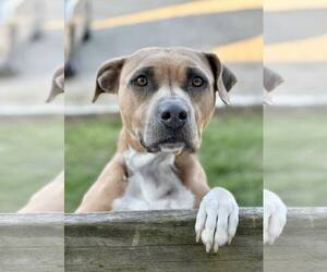 American Pit Bull Terrier-Unknown Mix Dogs for adoption in Spring Lake, NJ, USA